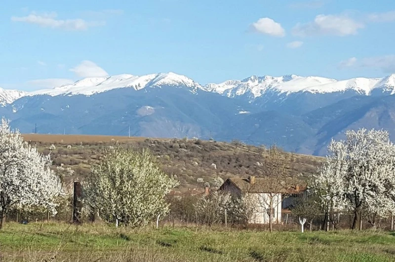 Пребиха с бухалки пастир край Големо село