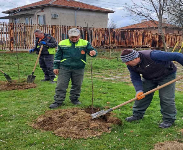TD Служители на ОП Чистота Благоевград засадиха дръвчета в двора на