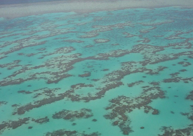 Големият бариерен риф в Австралия отново е подложен на масово