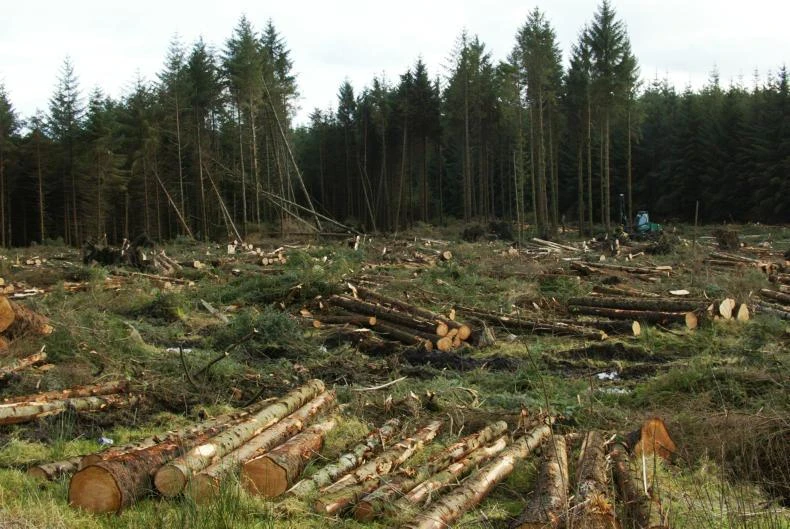 Здравето на хората се влияе директно от изсичането на горите
