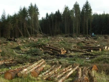 Здравето на хората се влияе директно от изсичането на горите