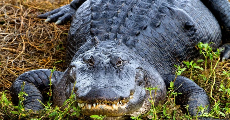 Властите в Ню Йорк откриха 340-килограмов алигатор, държан като домашен любимец