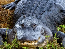 Властите в Ню Йорк откриха 340-килограмов алигатор, държан като домашен любимец