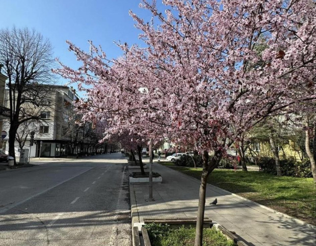 TD Пролетта дойде в Русе  Първите плодни дръвчета вече цъфтят и красят