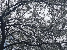 ���� ������ �������� �� ������� 18 ���� ��-����