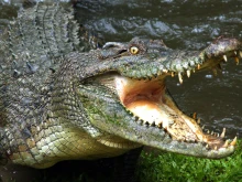Крокодил нападна дресировчика на зоопарк в ЮАР и едва не отхапа гениталиите му