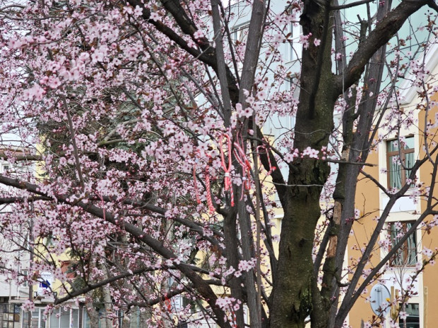 Официално астрономическата пролет е вече тук В Благоевград тя малко