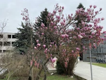С цъфнали дръвчета, окичени с мартенички Велико Търново посреща пролетта