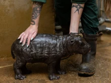 Рядък хипопотам пигмей дойде на бял свят в Атинския зоопарк
