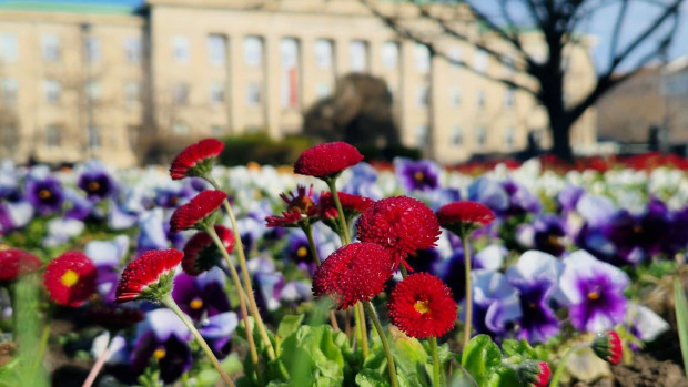 TD Кметът чистити първа пролет Продължава озеленяването за красивия облик на