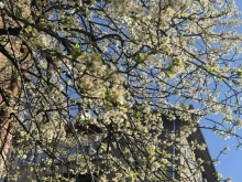 Пролет през март: Ето къде може да превали днес