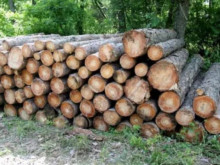 В Софийско откриха незаконно добитата дървесина, укрита в в джип