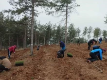 ВиК - Сливен и ЮИДП отбелязват  Световния ден на водата с доброволческа инициатива за засаждане на  дръвчета