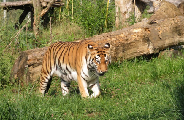 19-годишната сибирска тигрица Шели почина в столичния зоопарк