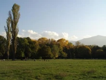 Стотици хиляди дървета в София се контролират