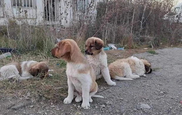 До юни броят безпризорните кучета в Кюстендил