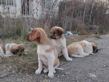 До юни броят безпризорните кучета в Кюстендил