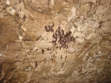 Пещера "Бисерна" отваря за посетители
