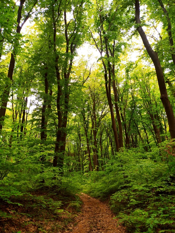 Горски и ученици ще залесяват и ще чистят за Седмицата на гората в Търновско