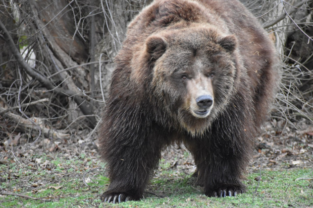В Софийския зоопарк: Кафявата мечка гризли се събуди от зимния си сън