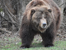 В Софийския зоопарк: Кафявата мечка гризли се събуди от зимния си сън
