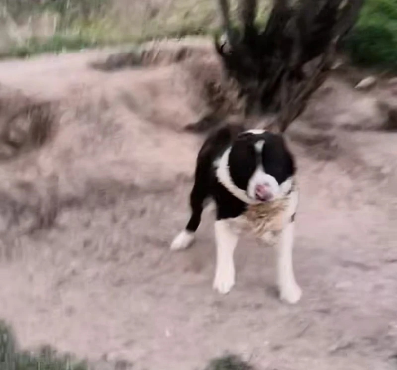 Разследват случай с вързани кучета в гората край Девин, използвани за боеве
