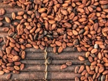 Цената на какаото за първи път надхвърли 9000 долара за тон