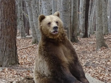 Паркът за мечки край Белица остава затворен и след първи април