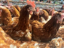 Откриха огнище на птичи грип на 22 км от Пловдив, умъртвяват животни
