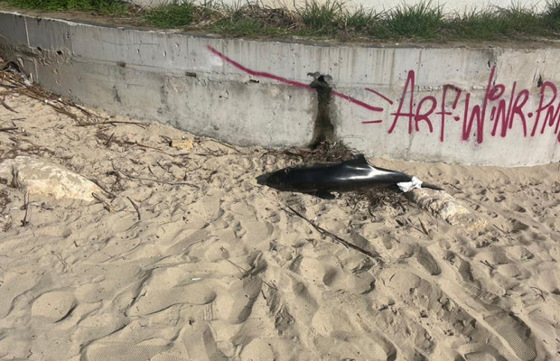Ужас! Вижте какво откриха тази сутрин на Варненския плаж