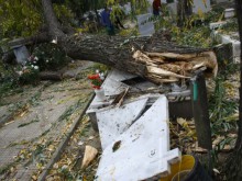 Прогнили дървета трошат гробове в Католическия траурен парк