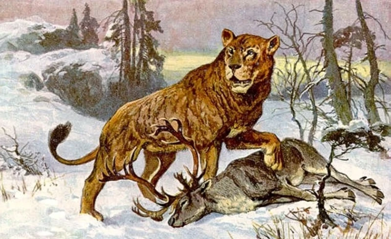 Археозоолог към НПМ-БАН: Преди 7000 години на днешните български земи са живели лъвове
