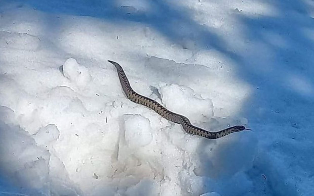 Снимка и видео на змия която излиза от дупката си