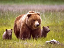 Военното положение спасява кафявите мечки в Украйна
