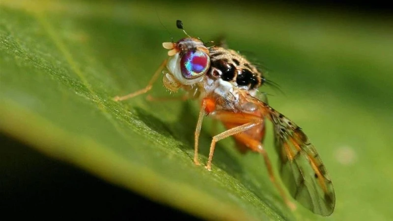 3D модел на плодова муха се задвижва от изкуствен интелект