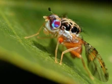 3D модел на плодова муха се задвижва от изкуствен интелект