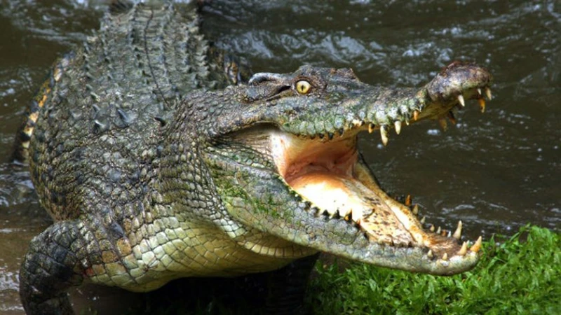 Заловиха гигантски крокодил на брега на река Хърбърт в Австралия, тероризирал местните с месеци