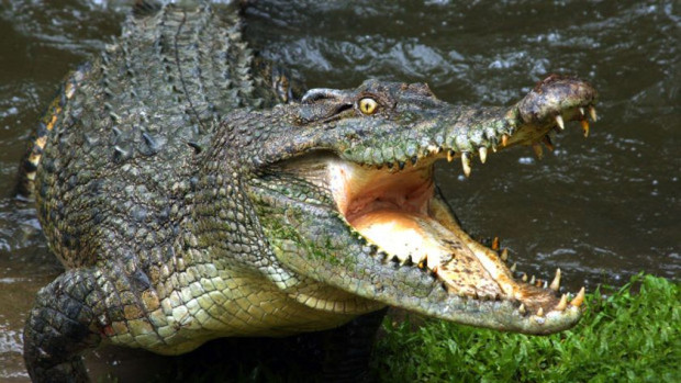 Гигантски крокодил, който тероризиа местните с месеци в Корделия, Австралия,
