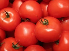 Отрова в чинията: Откриха десетки опасни вещества във вносни домати при съседите