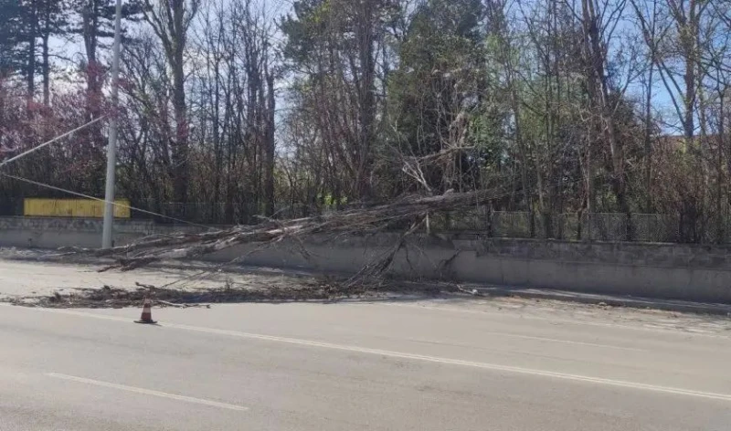 Заради силния вятър: Изсъхнало дърво падна върху тролейбусните жици в Русе