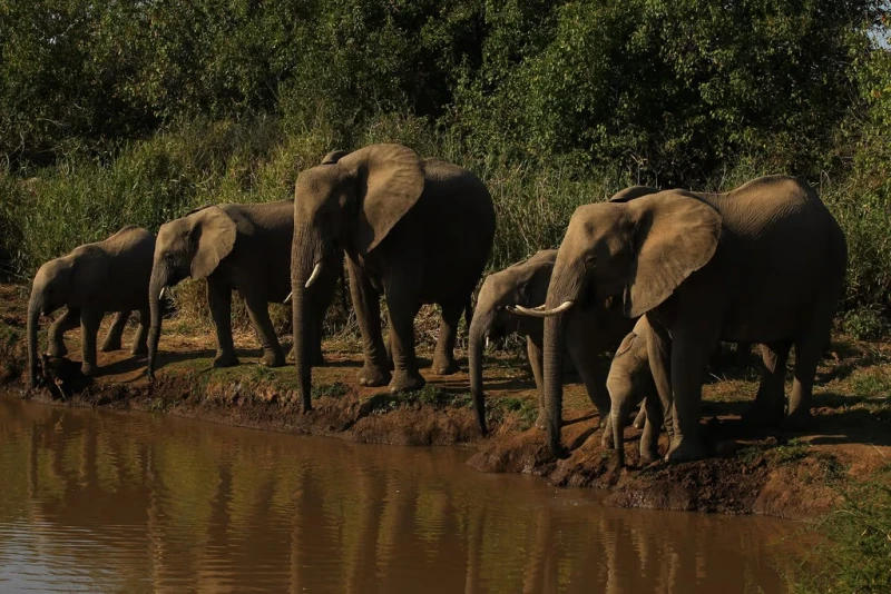 Ботсвана заплаши да депортира 20 хиляди слона в Германия