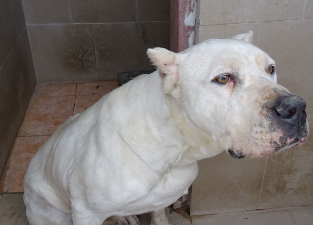 TD Служители на ОП Зооветеринарен комплекс Пловдив са намерили безстопанствено куче