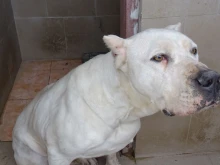 Търси се собственикът на домашно куче от породата "дого аржентино" в Пловдив