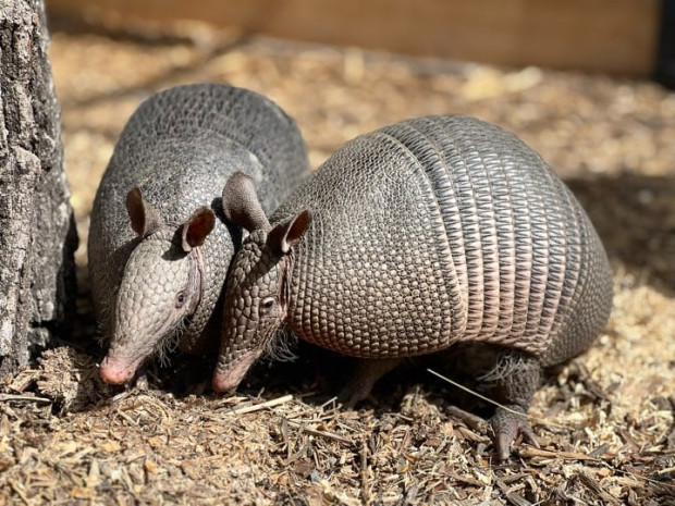 Снимка: Двойка с голям апетит се настани в бургаския зоопарк