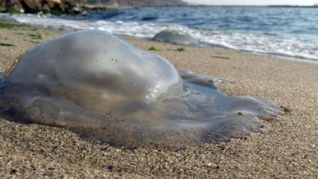 Гигантски медузи са засечени на плажовете на турския курорт Анталия Туристически