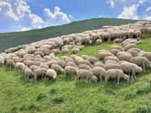 Oвцевъд от Вършец e заподозрян в измама със земеделски субсидии
