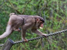 В Хонконг откриха първи случай на инфекция с маймунски херпес