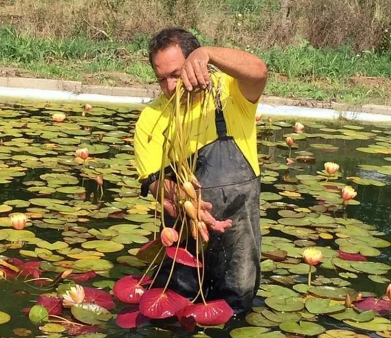 Дойчин Владимиров, собственик на ферма за водни лилии: Красотата поражда красота