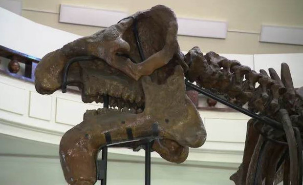 Музеят по палеонтология в Софийския университет има спешна нужда от ремонт.