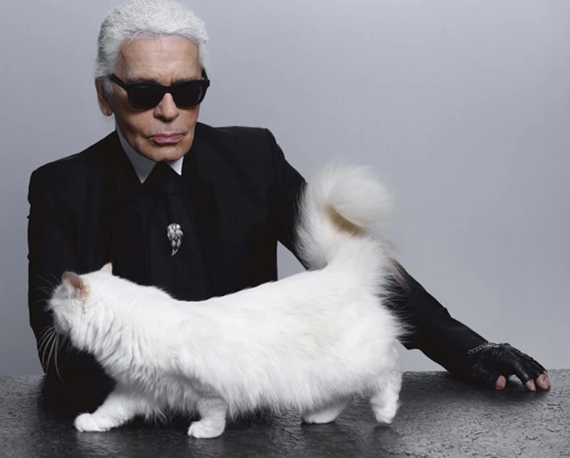 Котката, която стана милионер